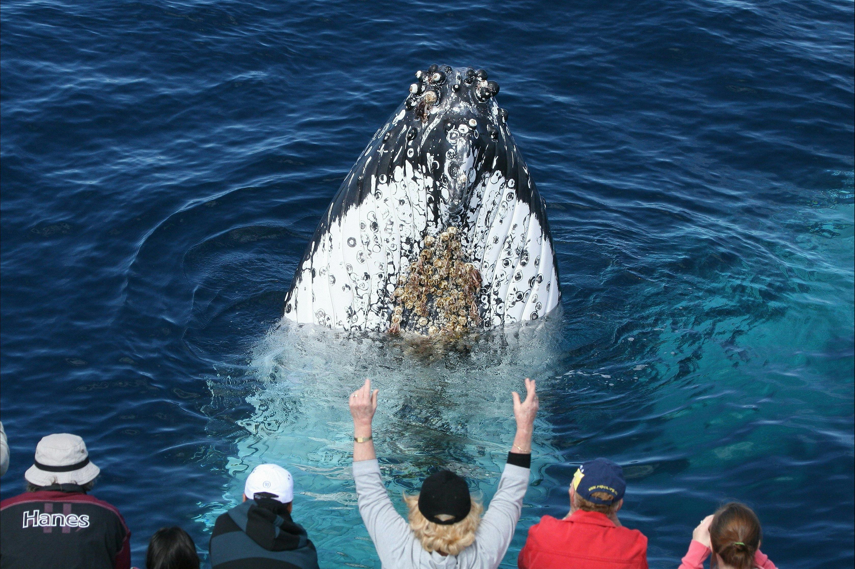 Spirit of Gold Coast Whale Watching