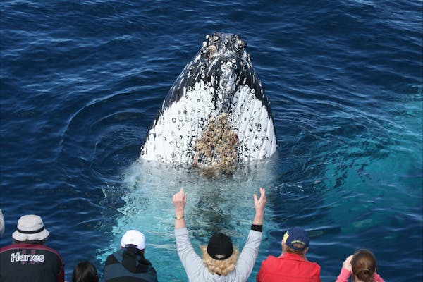 Spirit of Gold Coast Whale Watching