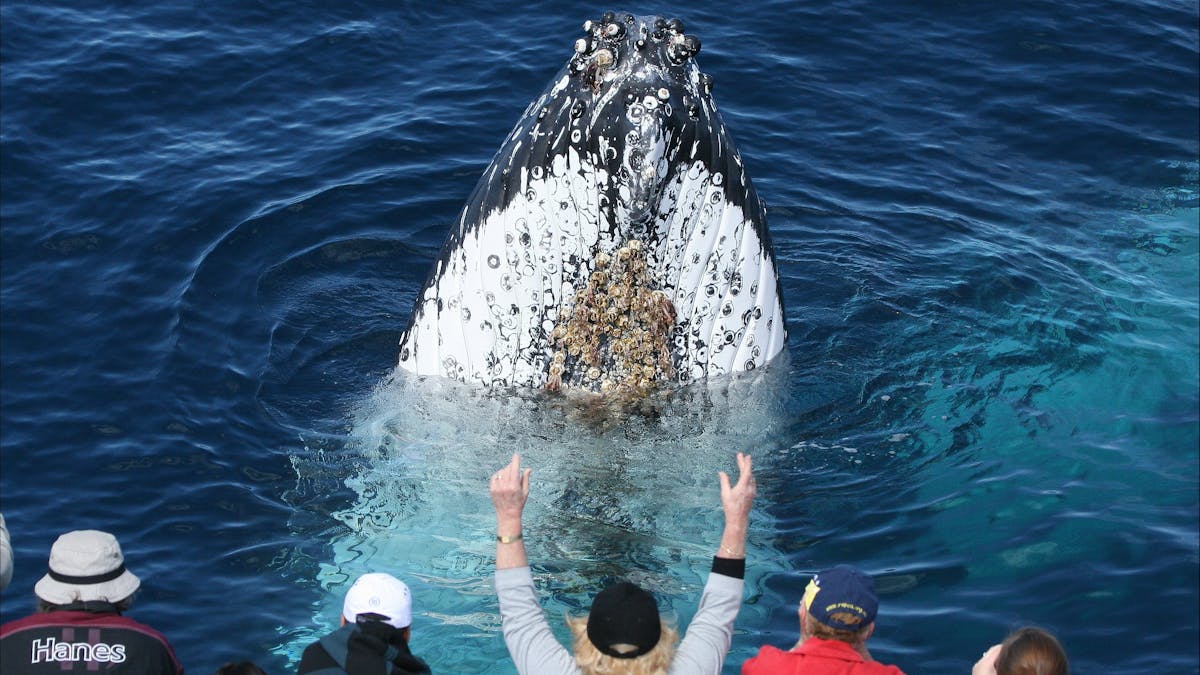 Spirit of Gold Coast Whale Watching