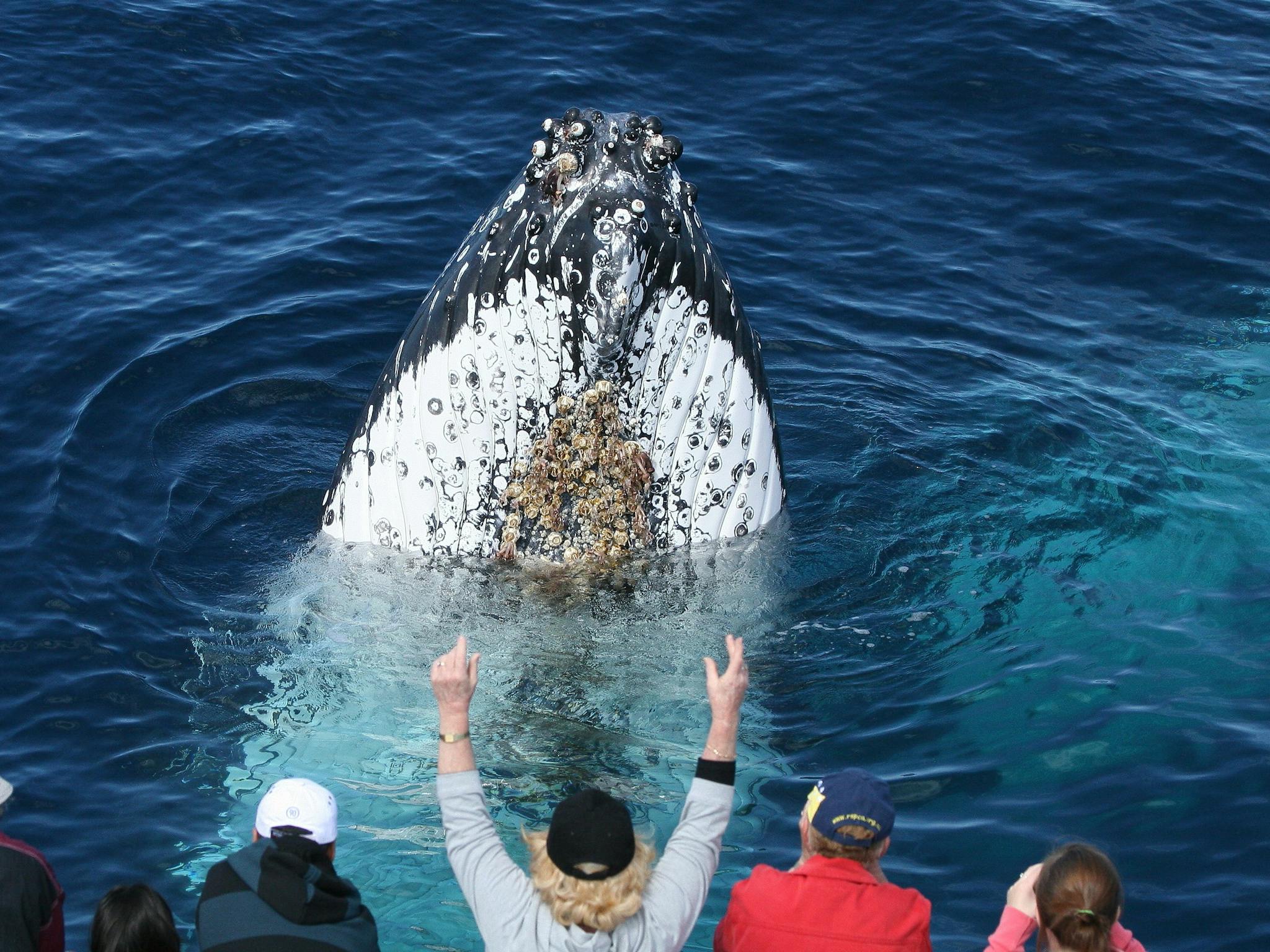 Spirit of Gold Coast Whale Watching Spirit of Gold Coast Whale Watching