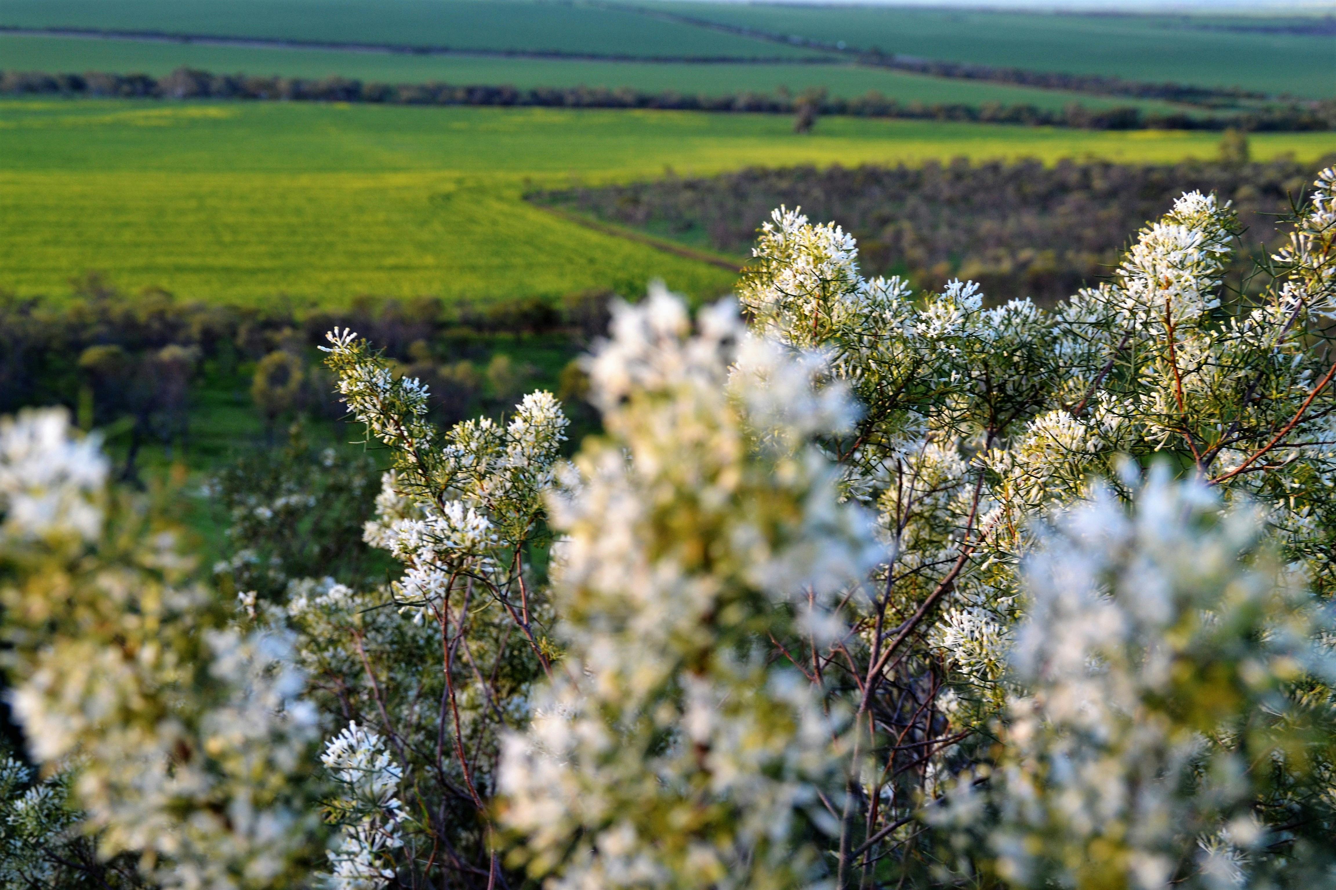 Mingenew Hill