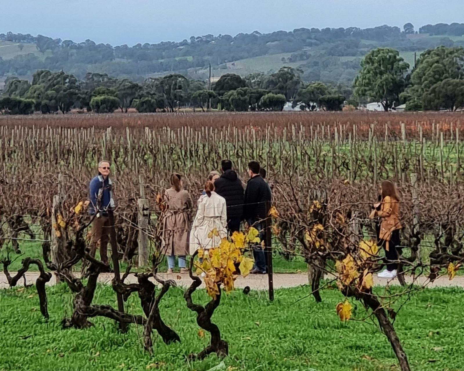 people wandering in a vineyard