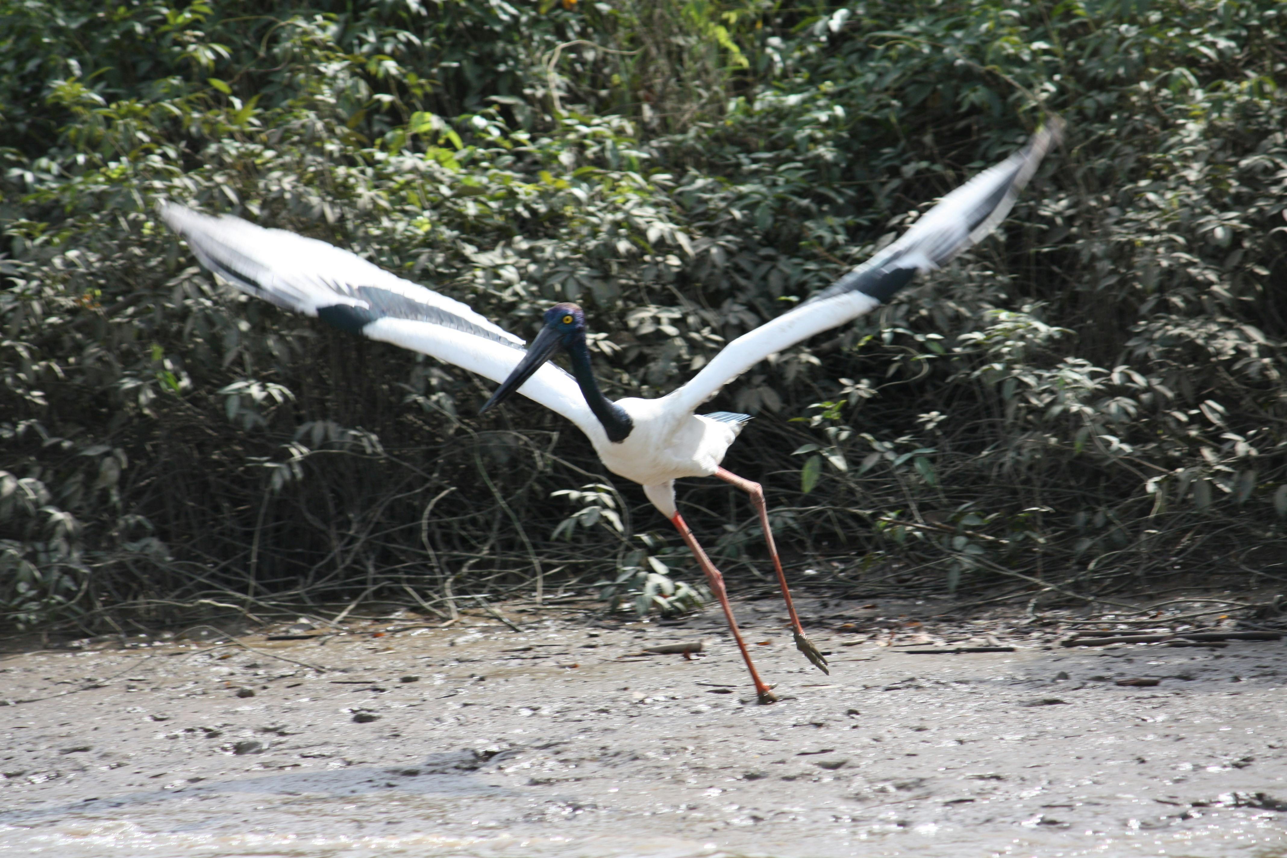 aka The Jabiru