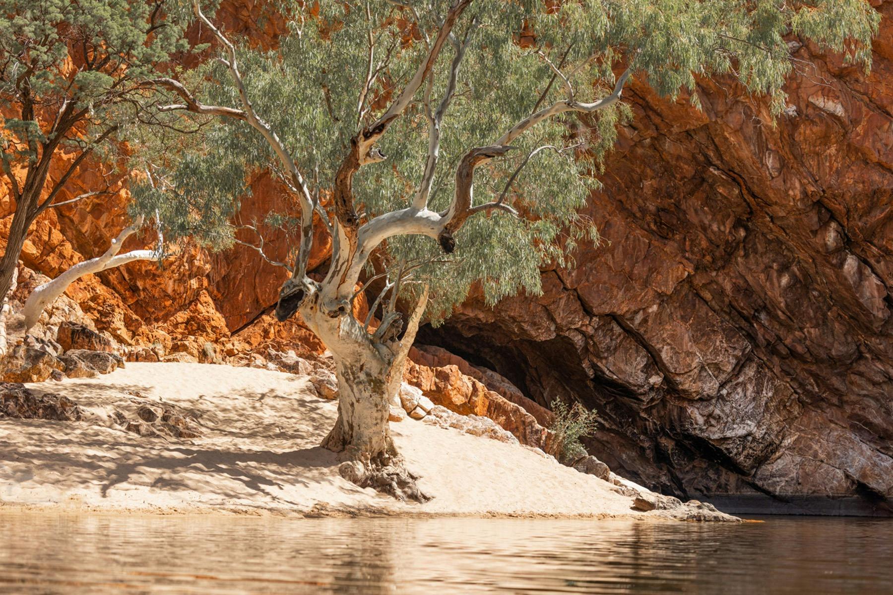 Larapinta Signature Walk