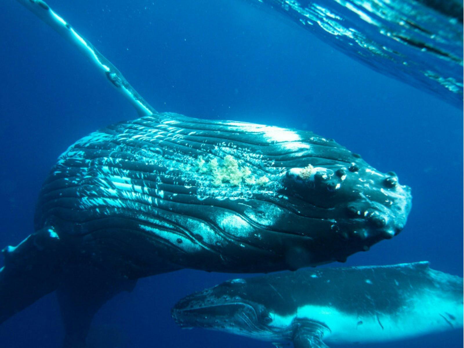 A mother humpback whale and her calf gracefully swim together in deep blue ocean waters.