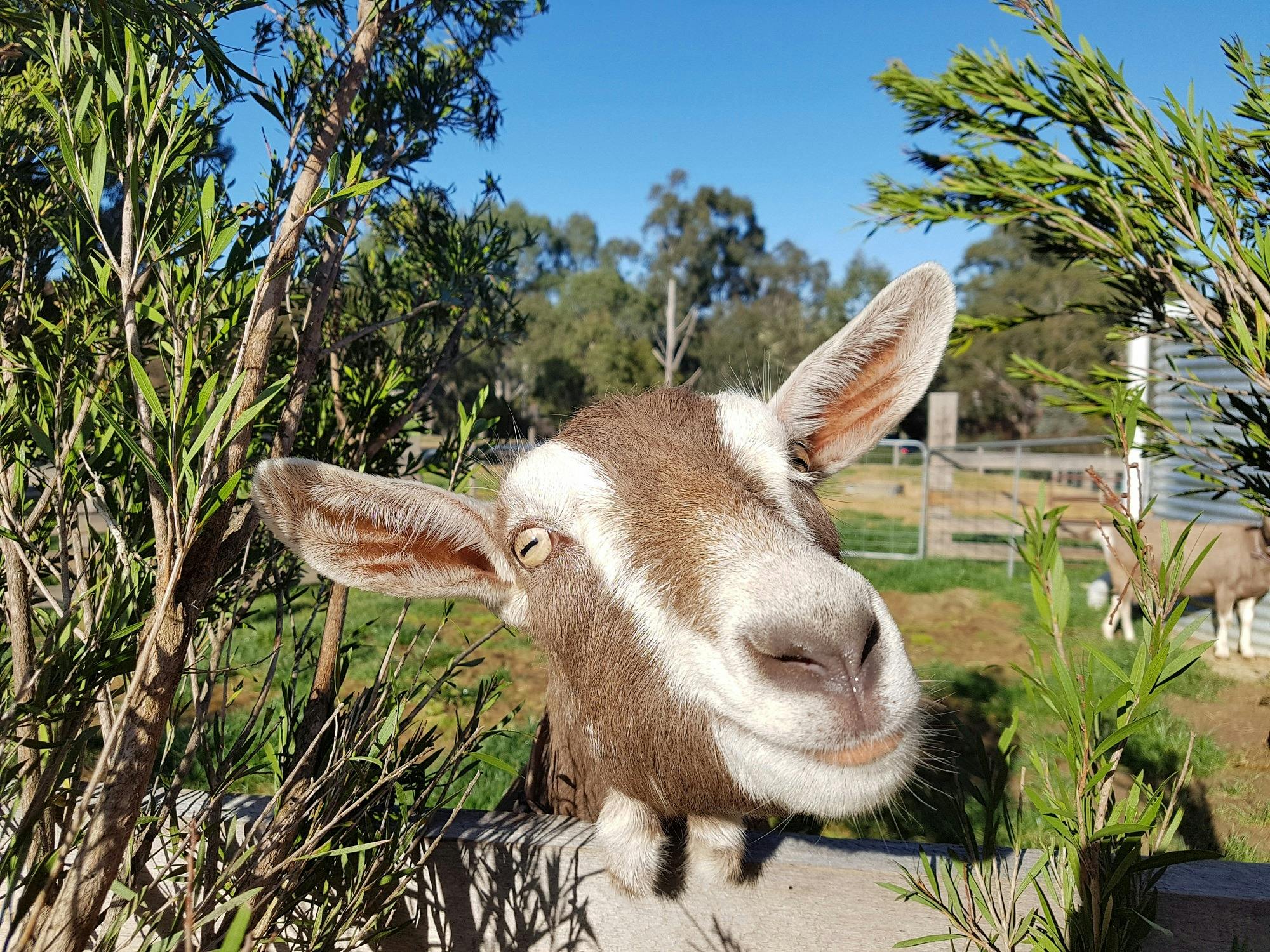 Edendale Community Environment Farm
