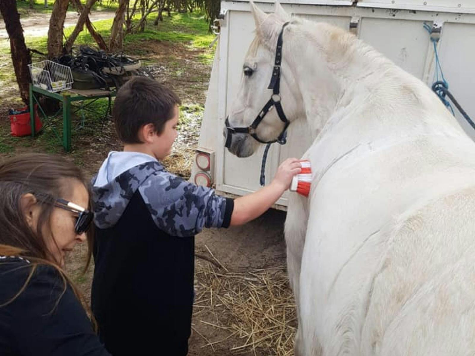 Hands On Horse and Carriage Experience