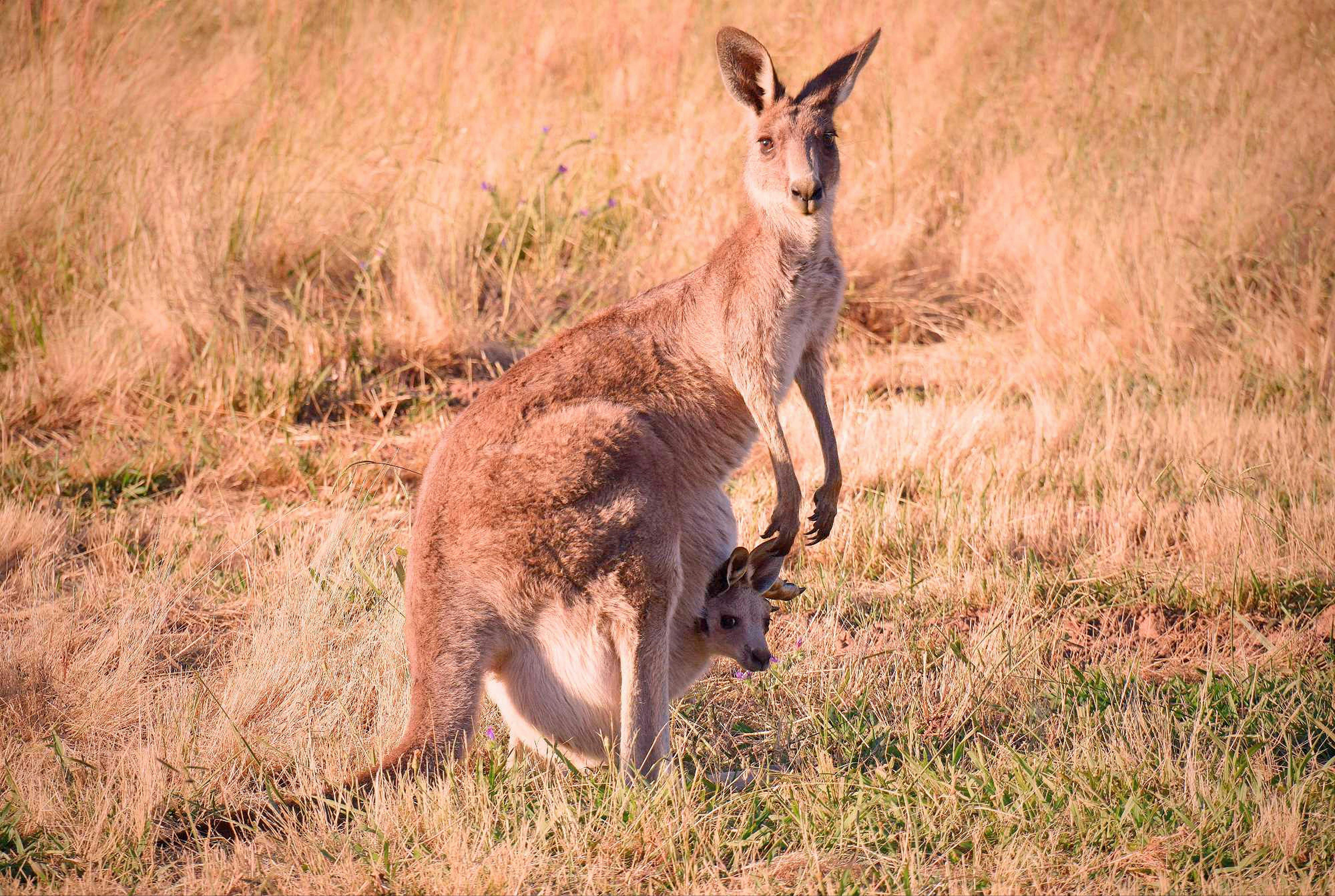Kangaroo