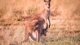 Kangaroo