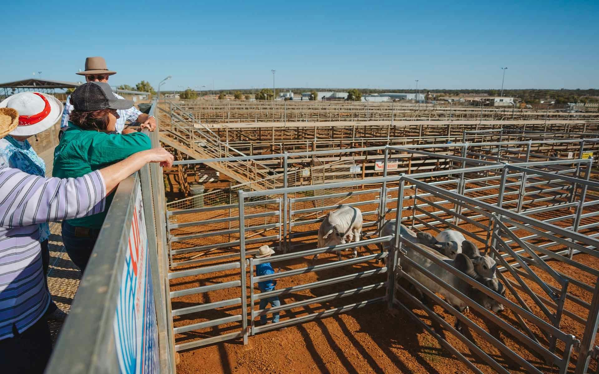 A group watching sale day at the Roma saleyards