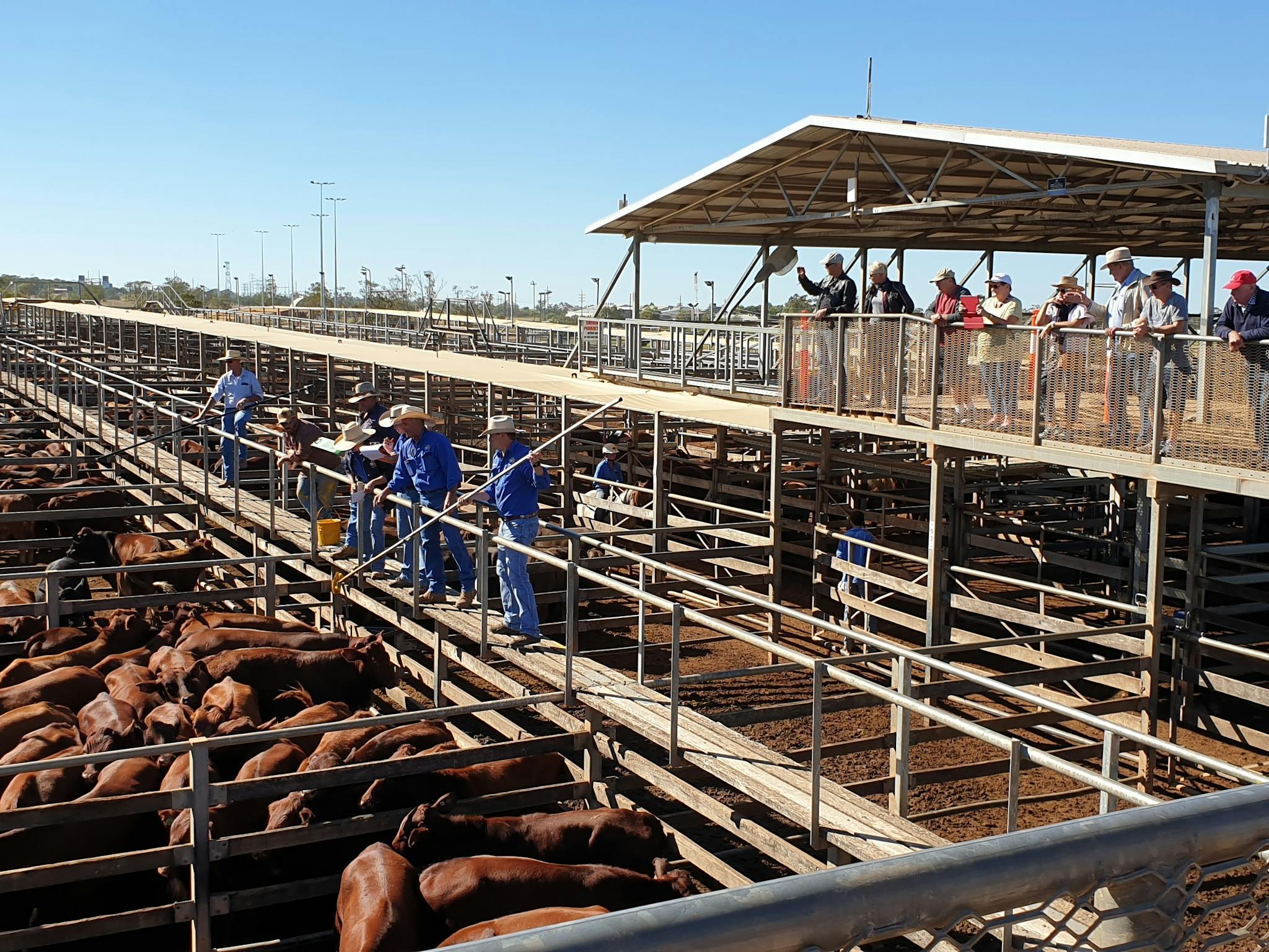 Roma Saleyards Roma Saleyards