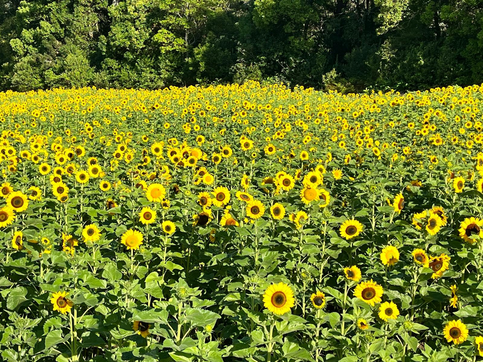 Image for One Million Sunflowers - Pick Your Own