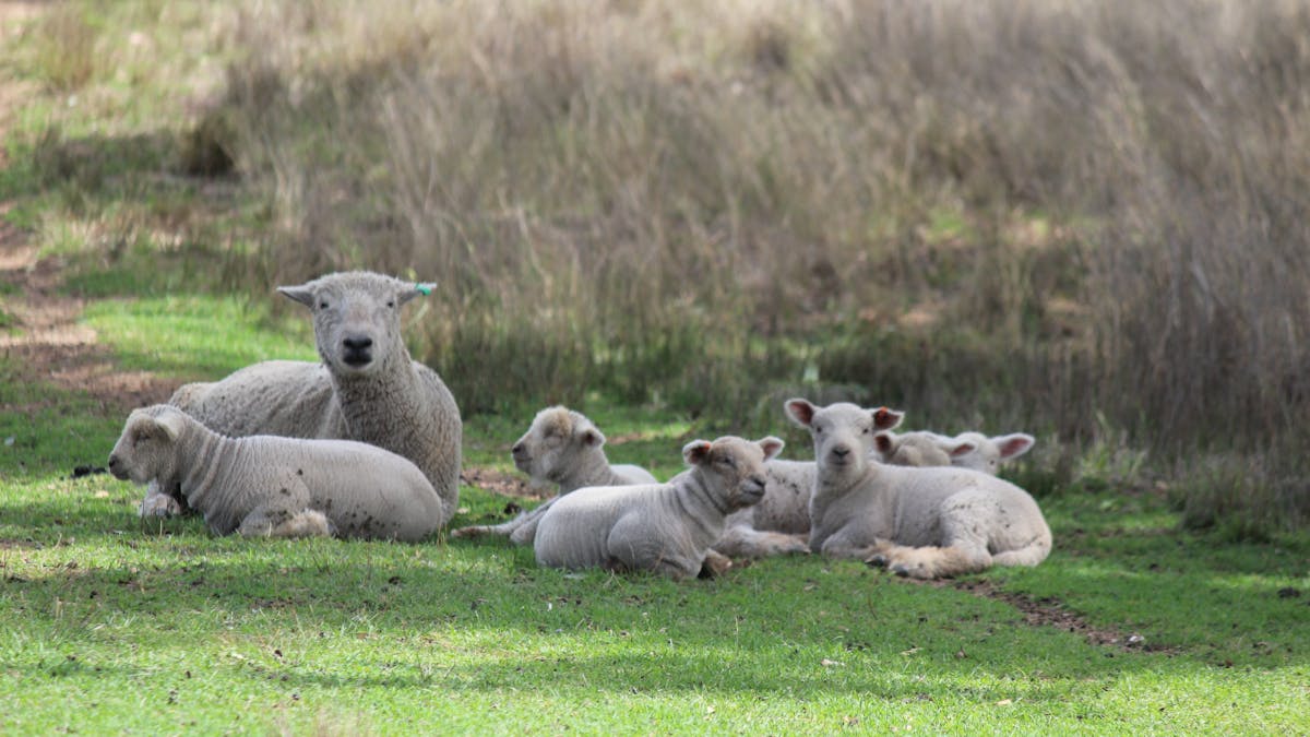 Lamb Nursery