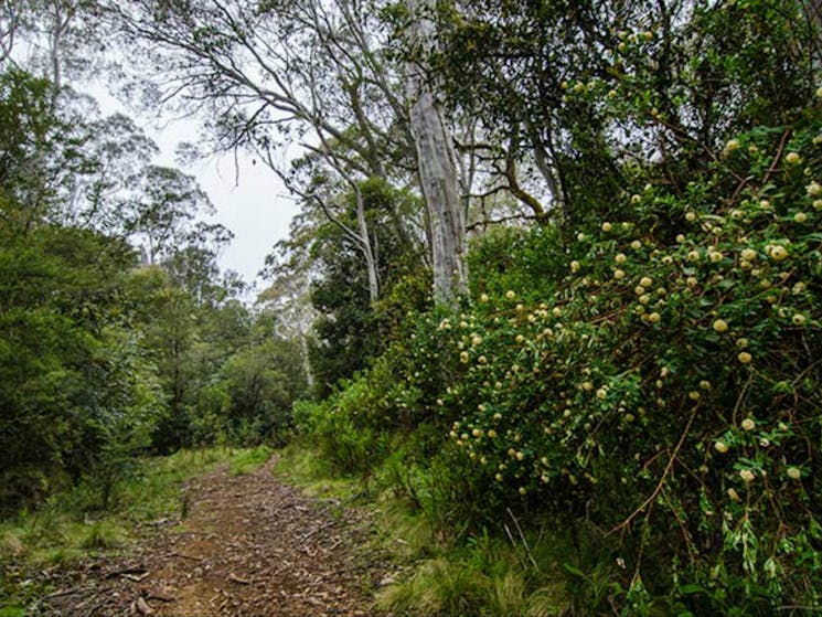 Corker trail