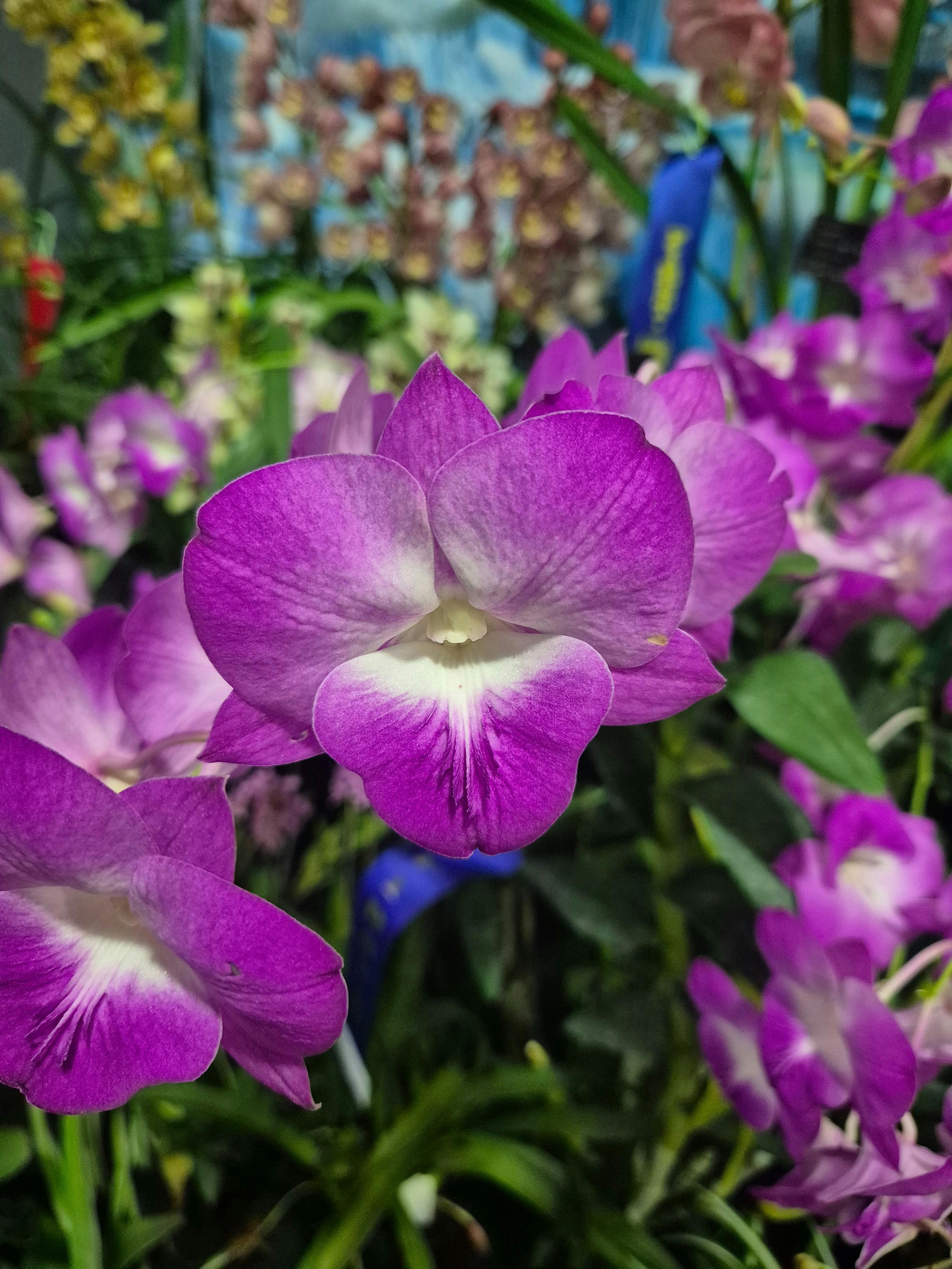Flower of a round Dendrobium Orchid