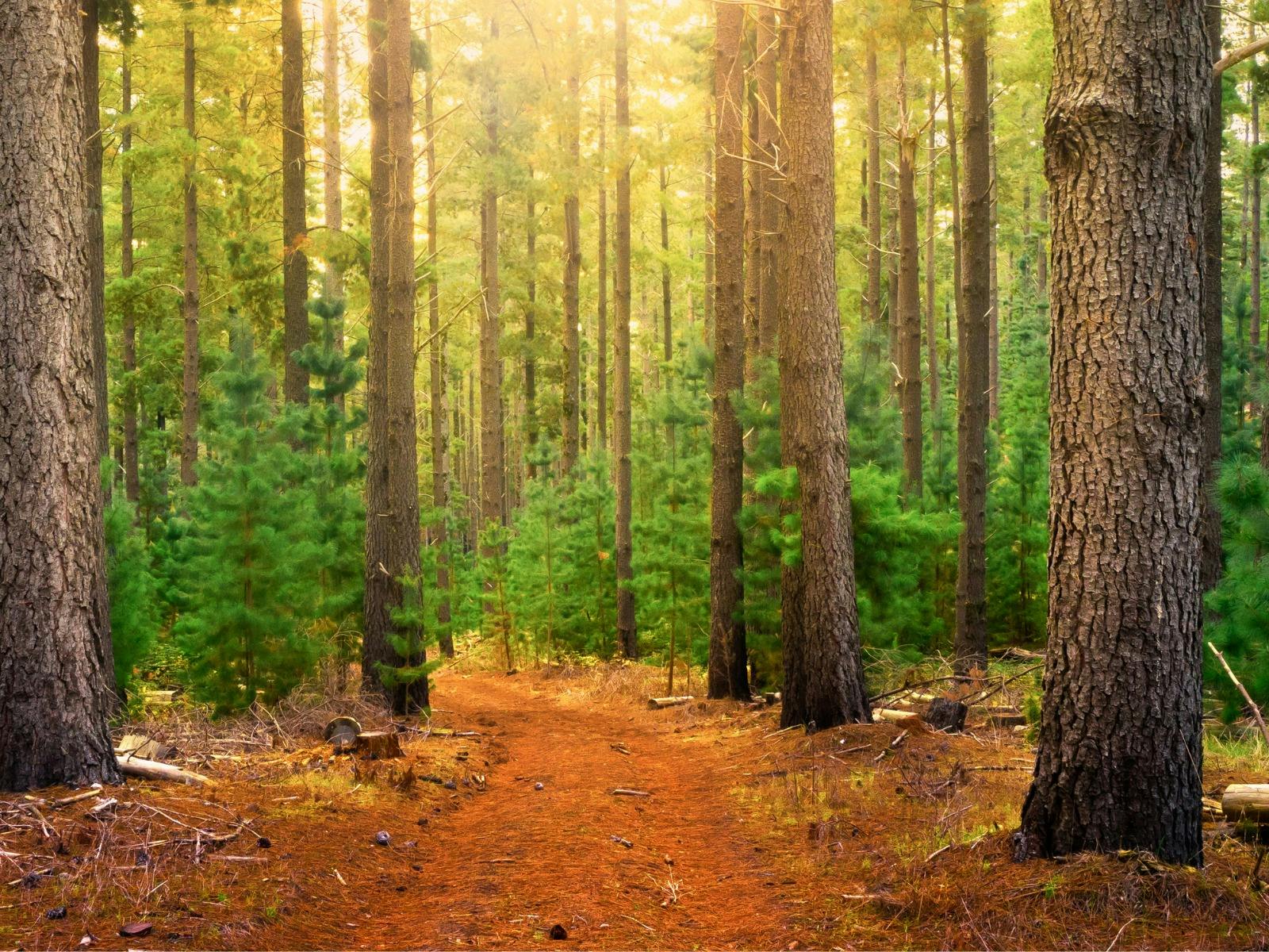 Tall trees in deep creek