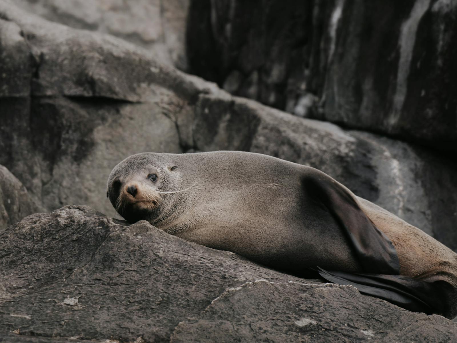 See seals and wildlife on a Pennicotts Wilderness Journey Cruise