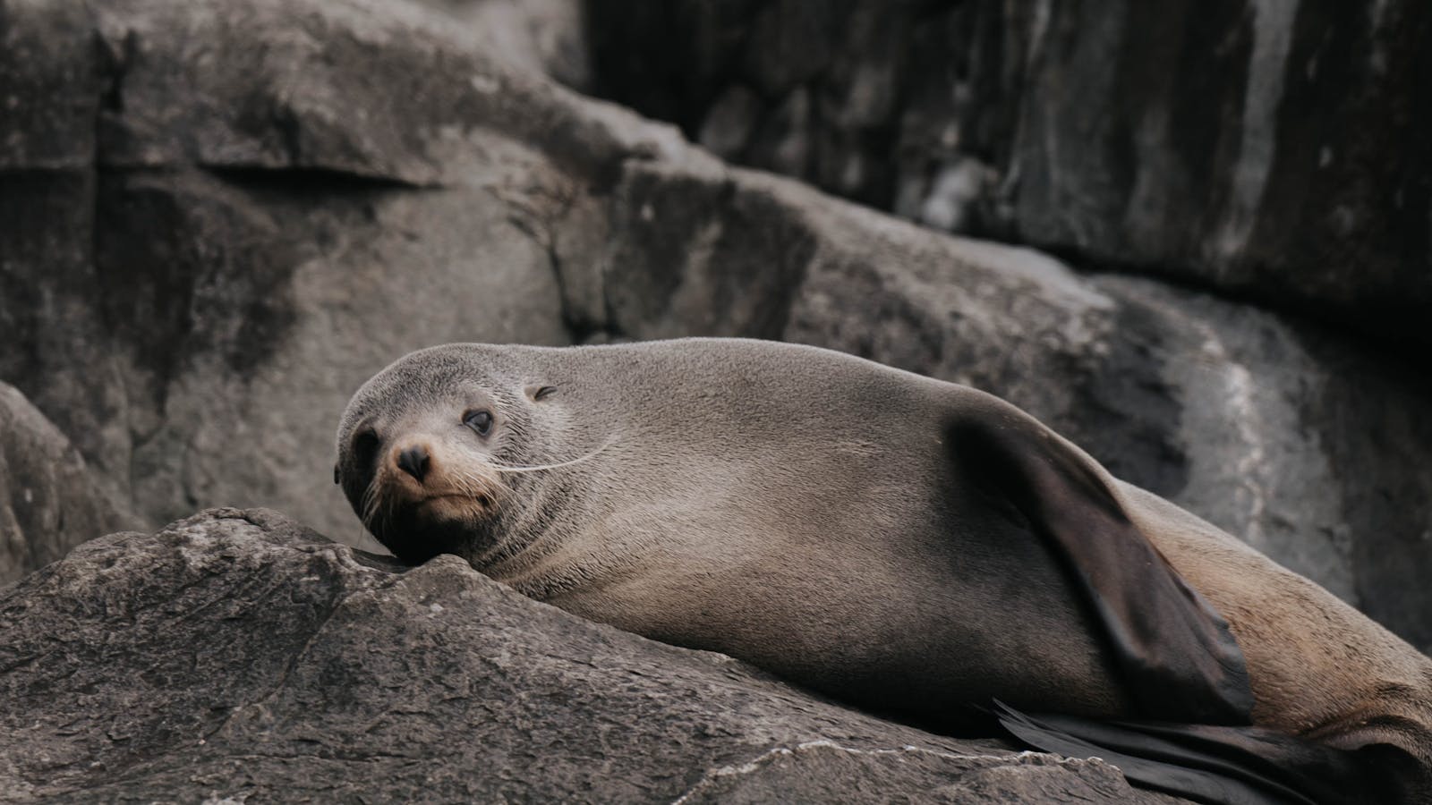 See seals and wildlife on a Pennicotts Wilderness Journey Cruise