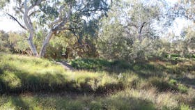 Bulloo River Bank