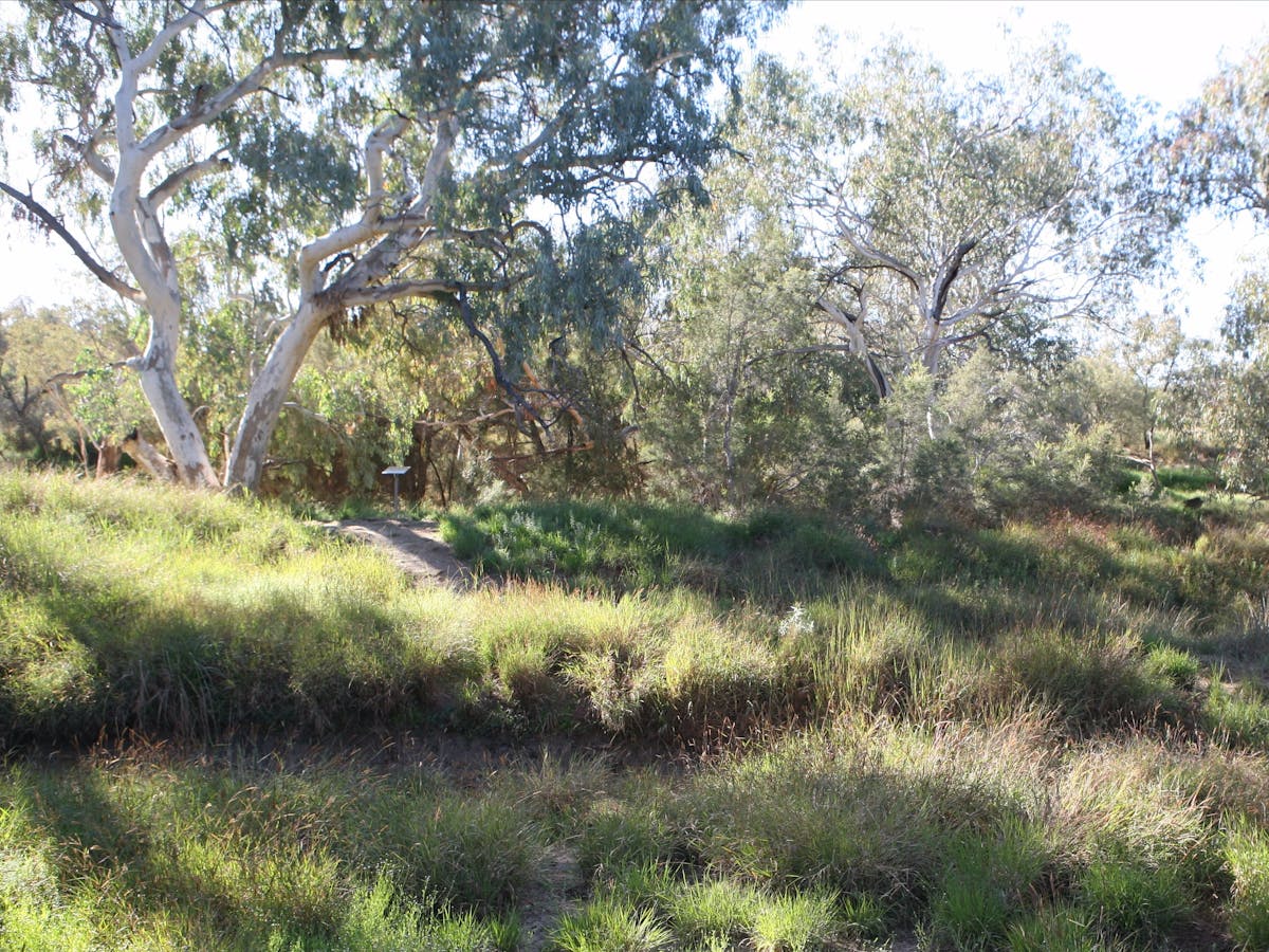 Bulloo River Bank Bulloo River Bank