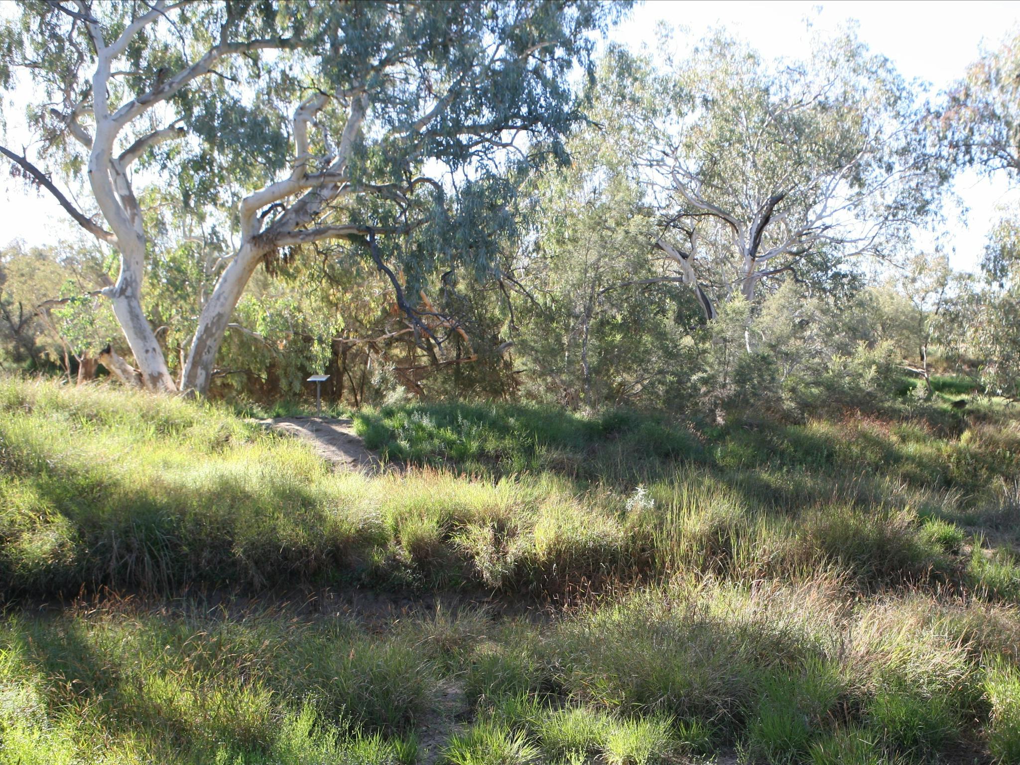 Bulloo River Bank Bulloo River Bank
