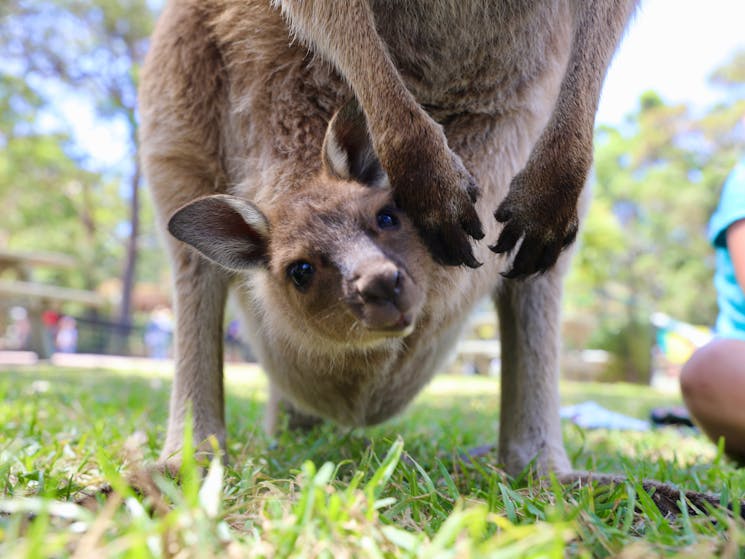 Australian Reptile Park | NSW Holidays & Accommodation, Things to Do