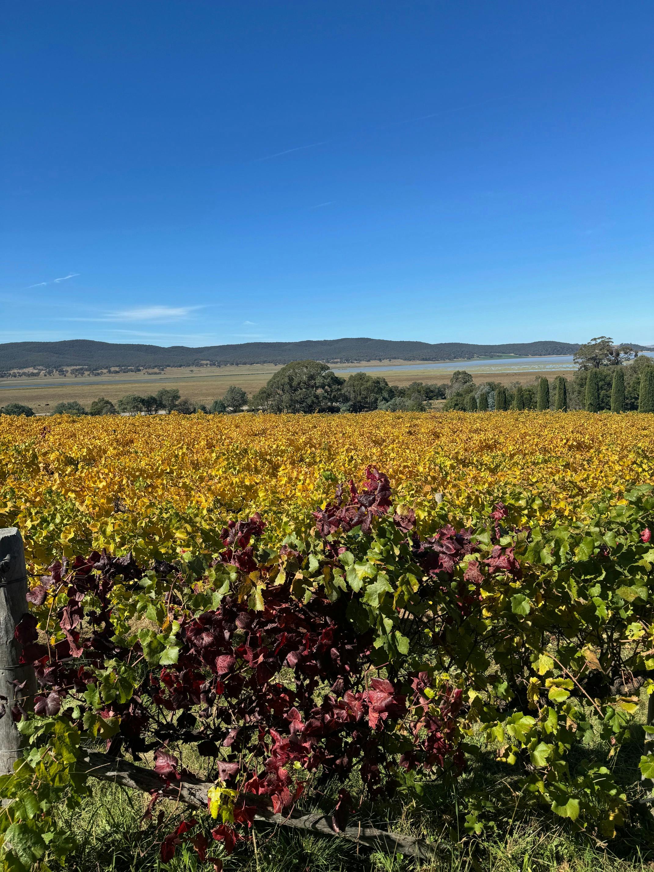 Beautiful autumn vine leaves