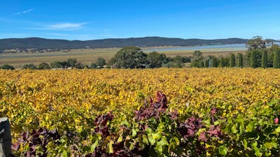 Beautiful autumn vine leaves