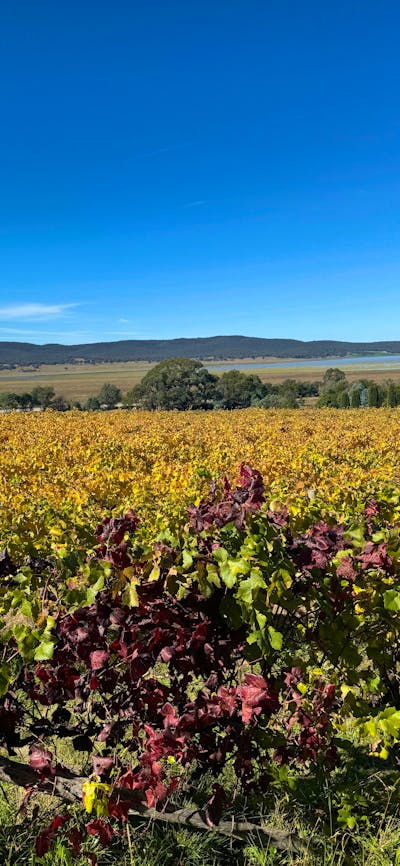Beautiful autumn vine leaves