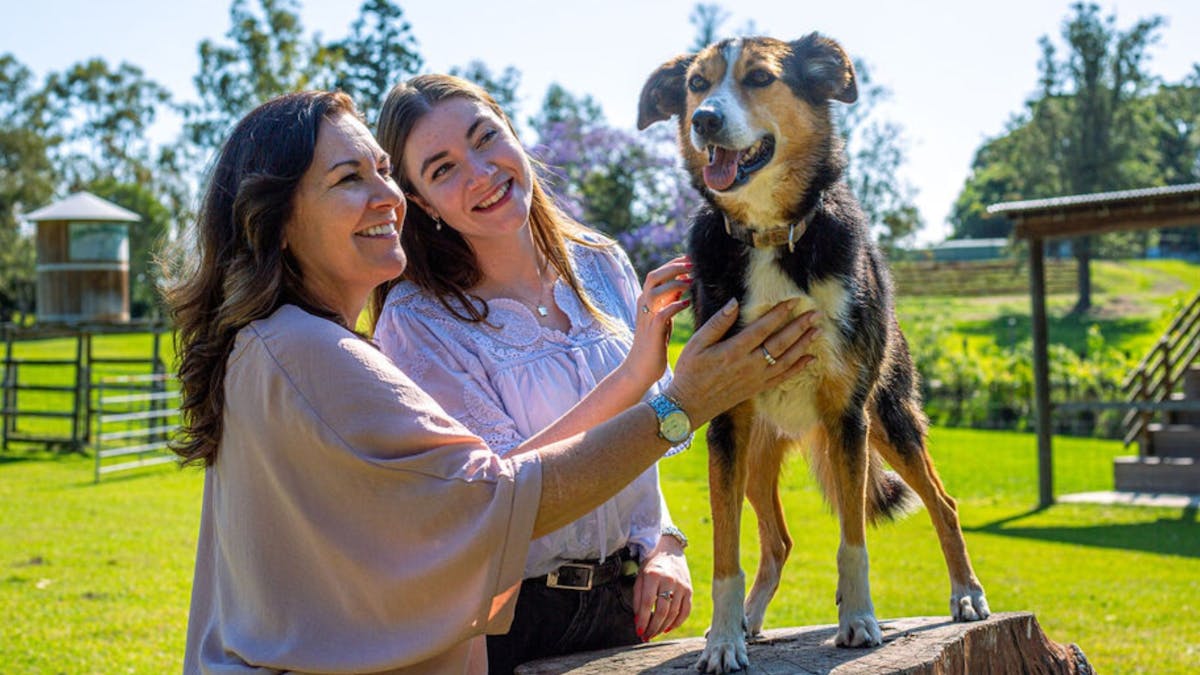 Two smiling guests petting a sheepdog on a tree stump in a grassy paddock at Lone Pine Koala Sanctua