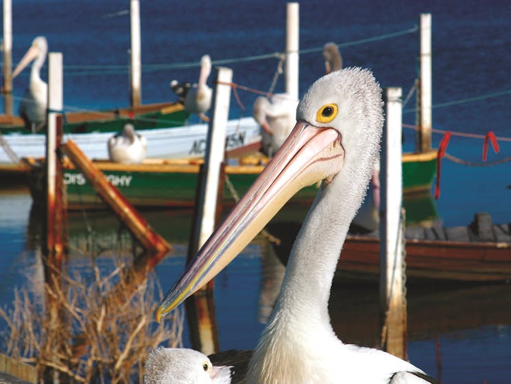 Pelicans at Lake Illawarra