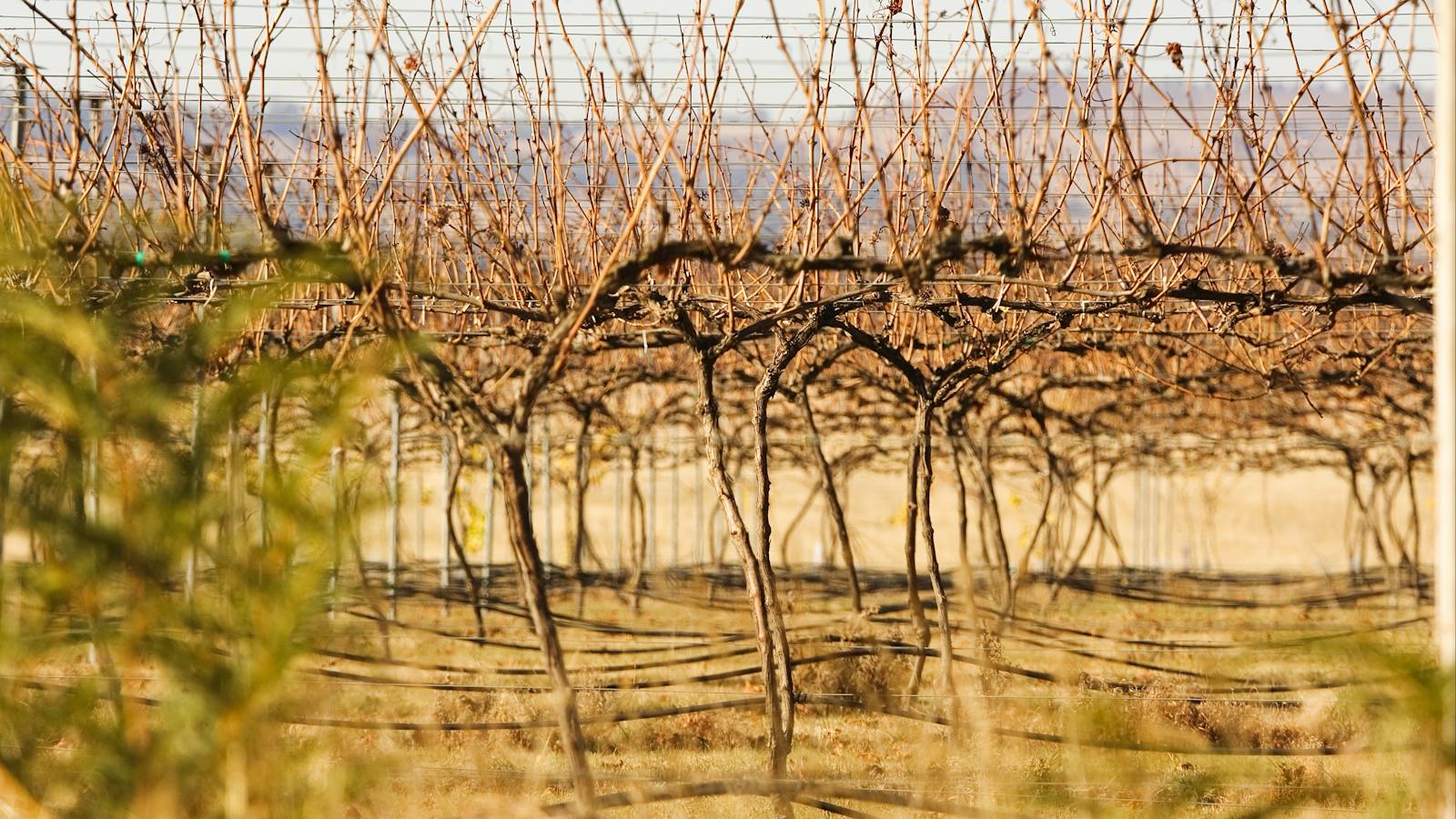 Vines