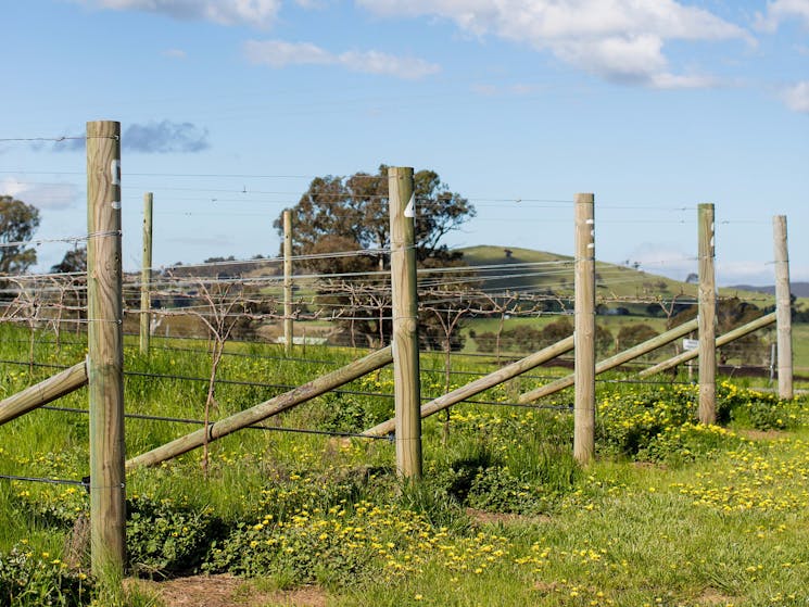 Clonakilla vines