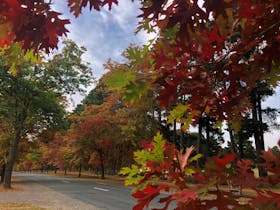 Honour Avenue Autumn