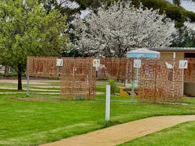 Ammenties block in bloom