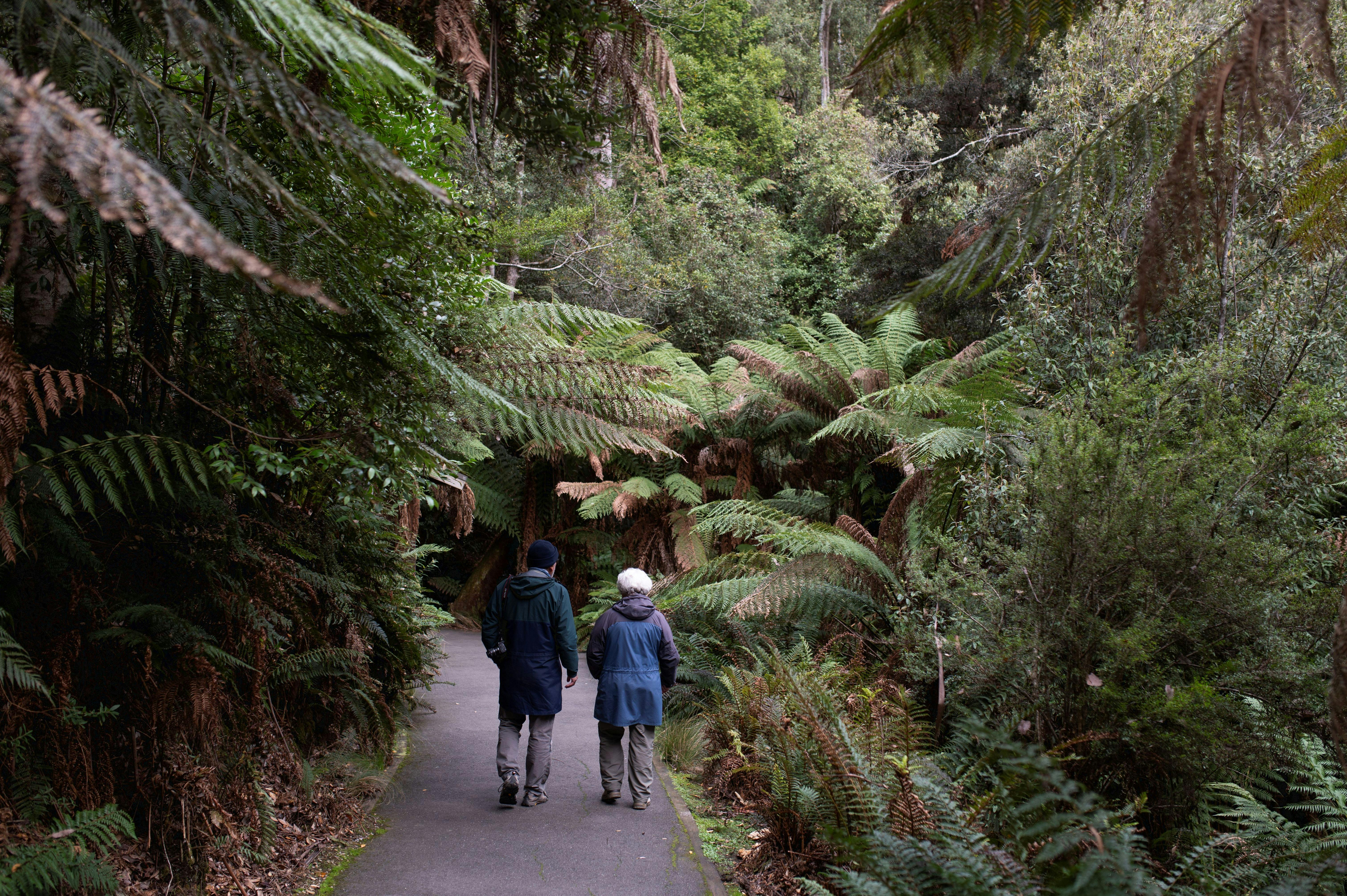 two people walking along a paved fern lined path