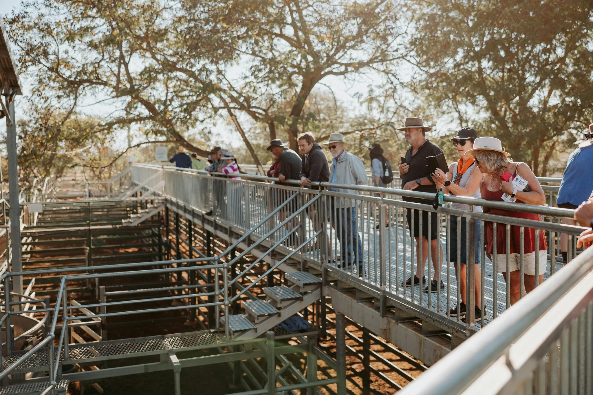 Blackall Saleyards Visitor Experience