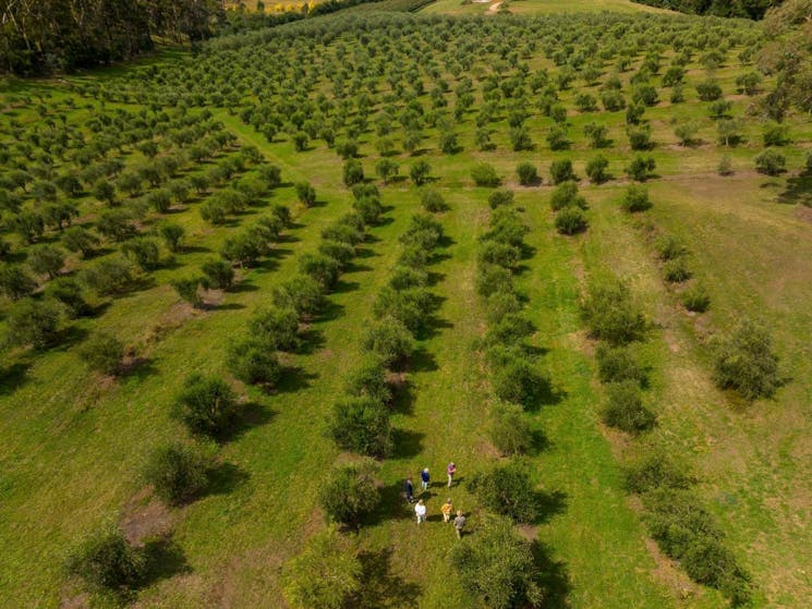 photo of 5 people standing in olive grove  with drone photography