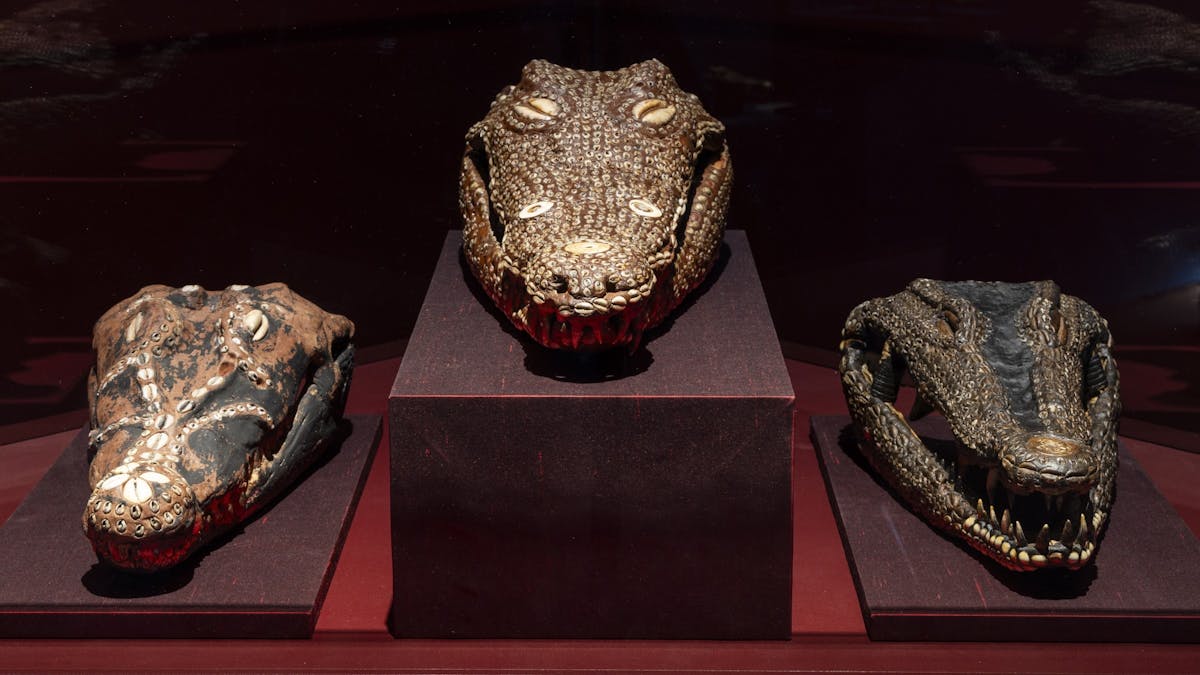 Three decorated crocodile skulls are displayed on mounts and lit inside a museum showcase Three decorated crocodile skulls are displayed on mounts and lit inside a museum showcase