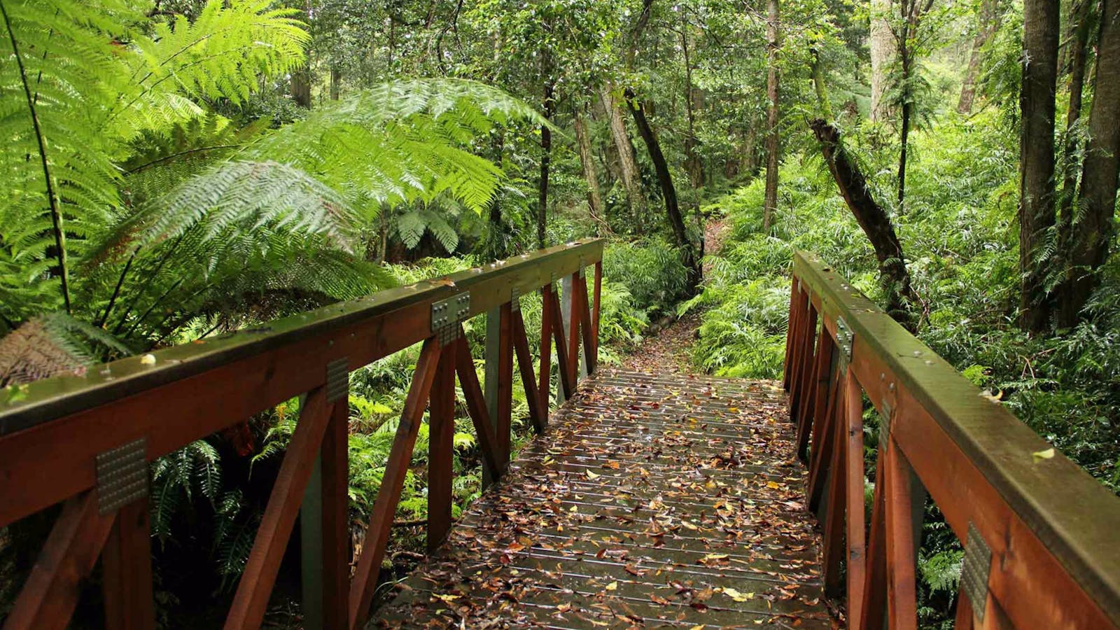 Goodenia Rainforest Walking Track