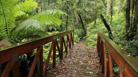 Goodenia Rainforest Walking Track
