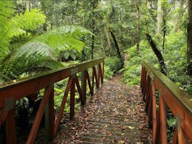 Goodenia Rainforest Walking Track