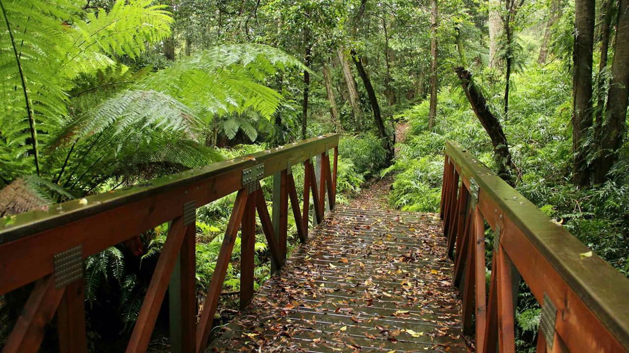 Goodenia Rainforest Walking Track