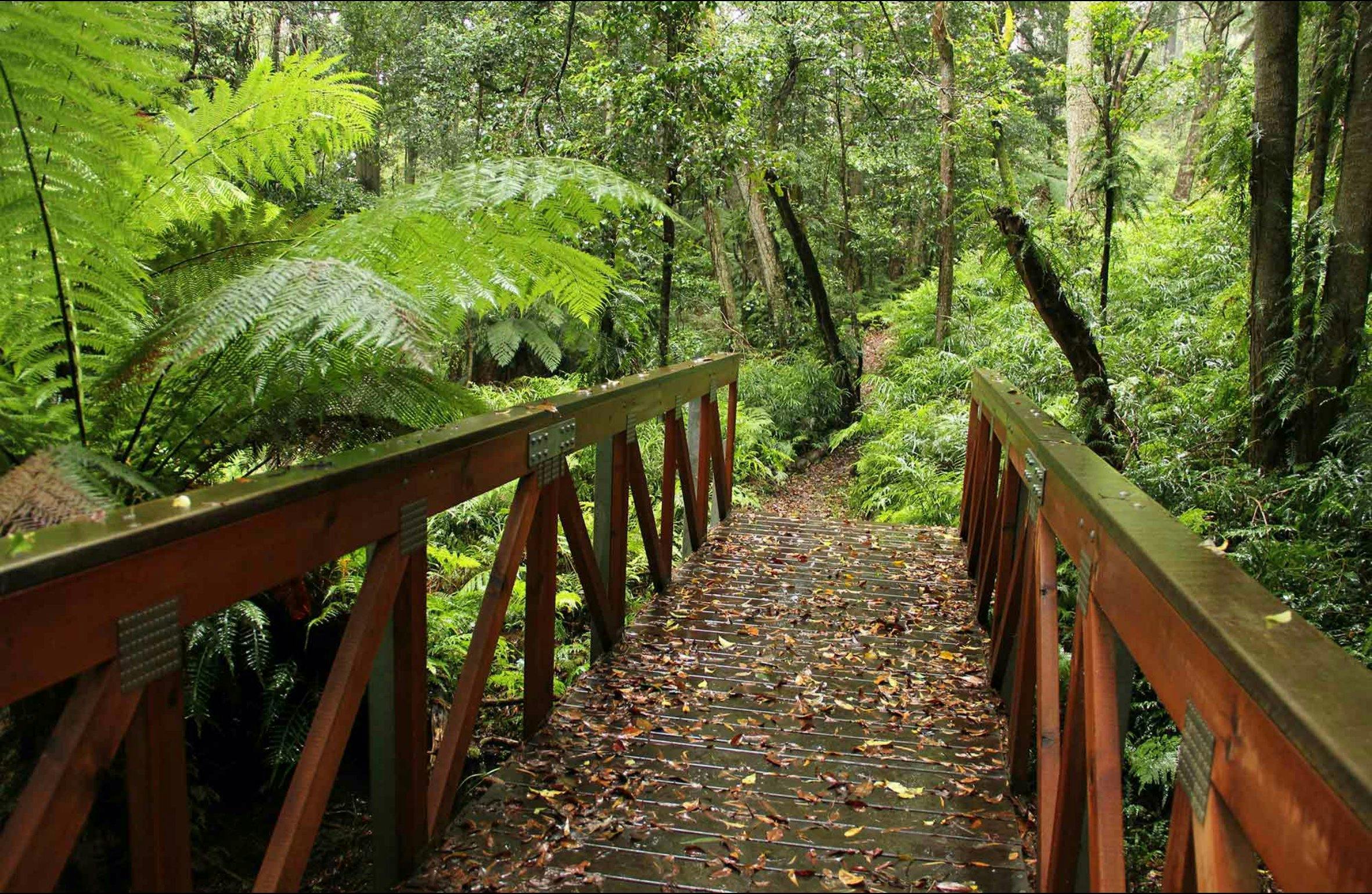 Goodenia Rainforest Walking Track | NSW Holidays & Accommodation