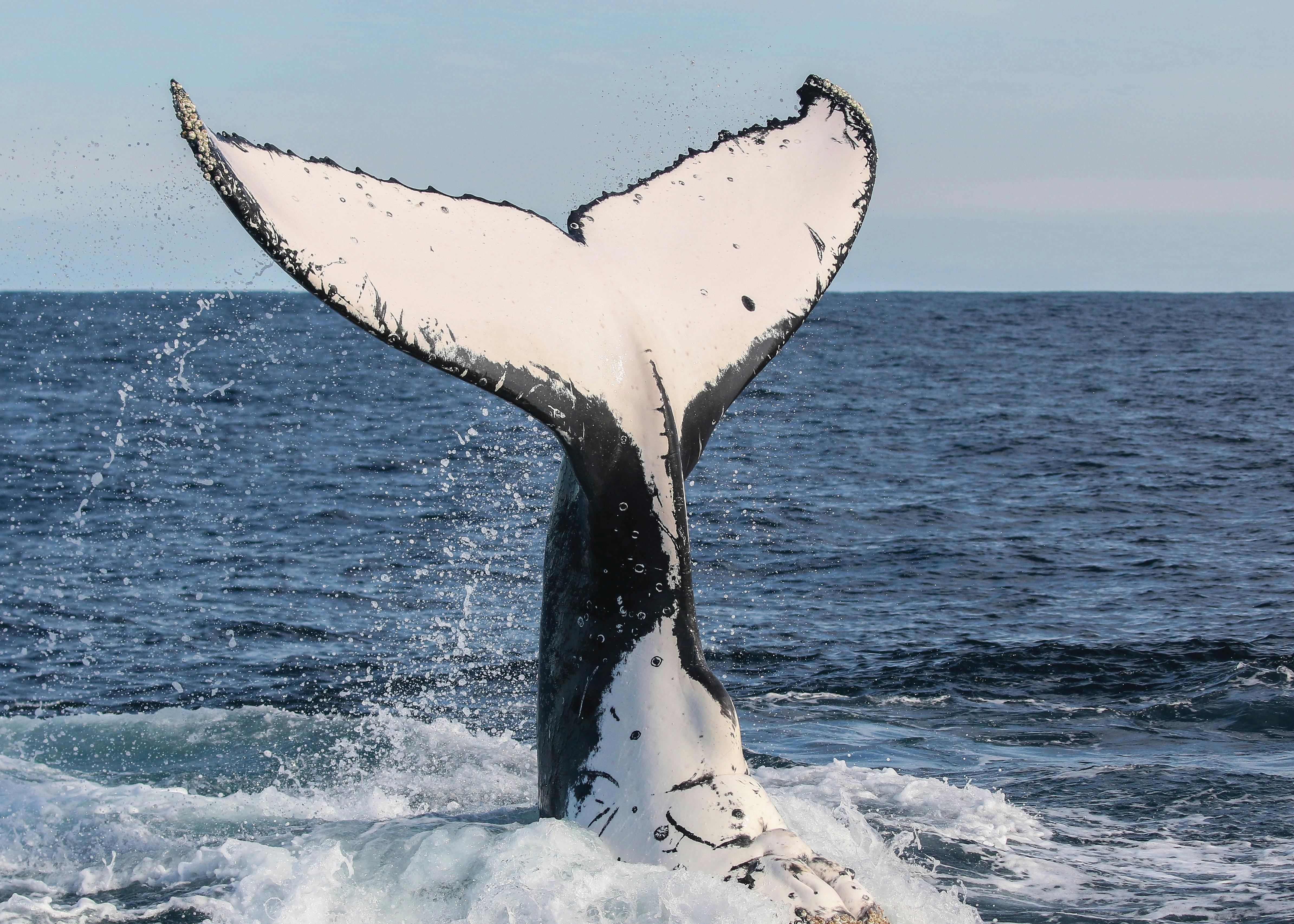 Over 35,000 humpbacks pass the Port Stephens coast every winter.