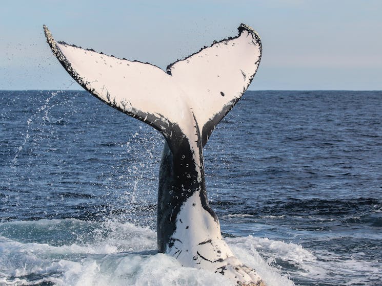 Over 35,000 humpbacks pass the Port Stephens coast every winter.