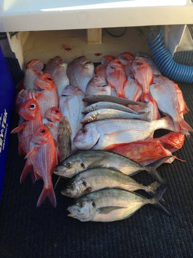 Snapper Fishing Tour