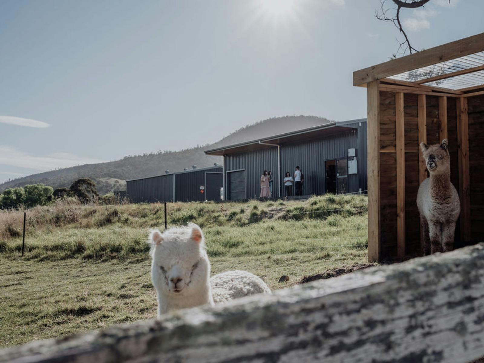 Our alpacas and distillery