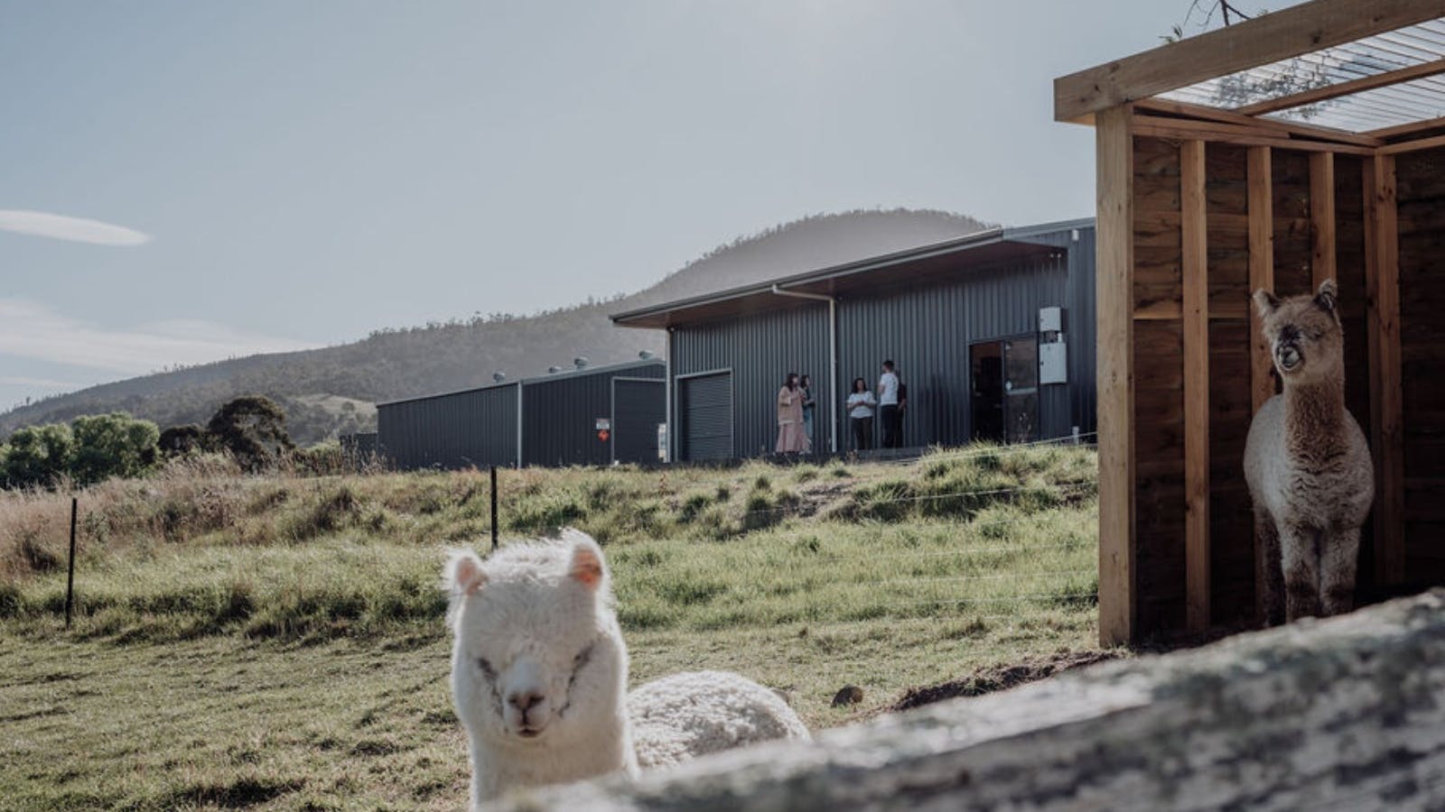Our alpacas and distillery