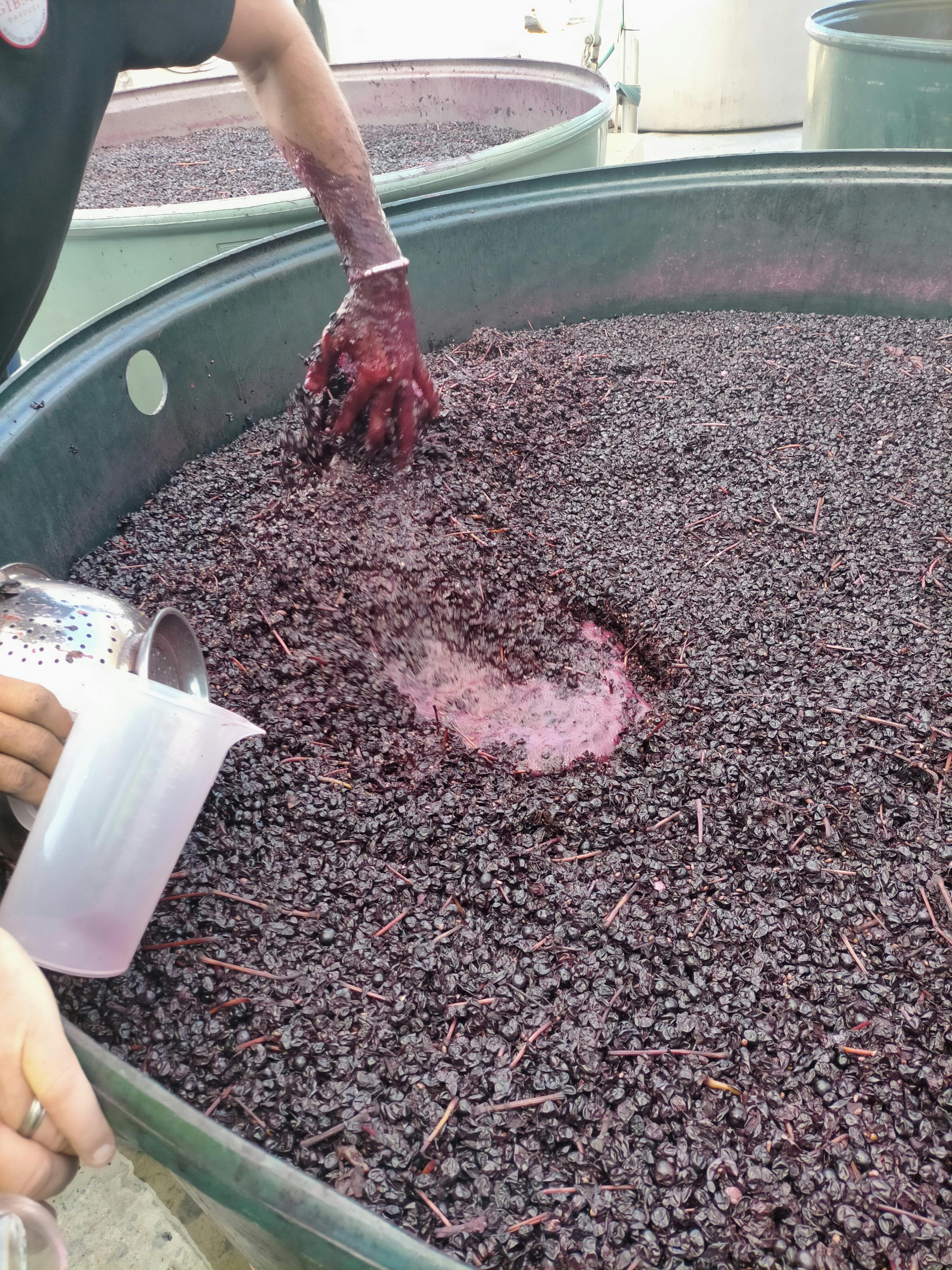 Tasting from the fermenter